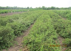 Розсадник декоративних і лісових культур в урочищі ,,Дальницький ліс,, Великодолинського ЛГ